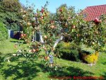 Eine naturnahe Blumenwiese anlegen - Apfelbaum 
